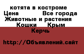 котята в костроме › Цена ­ 2 000 - Все города Животные и растения » Кошки   . Крым,Керчь